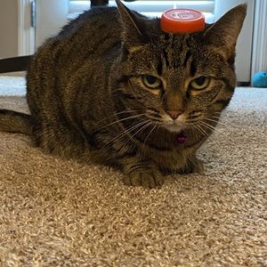 Meet your Posher, Samantha